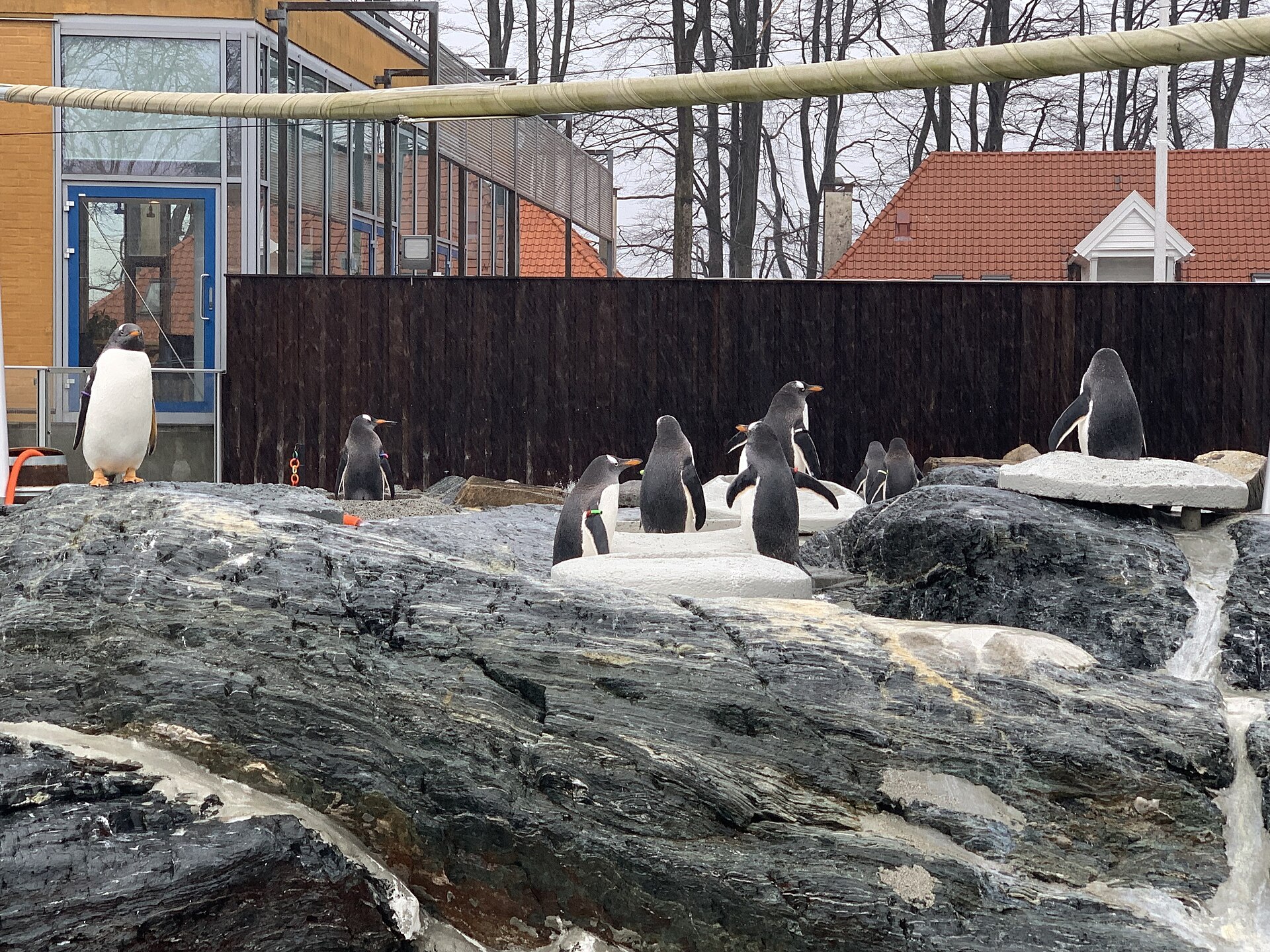Pingviner på Akvariet i Bergen